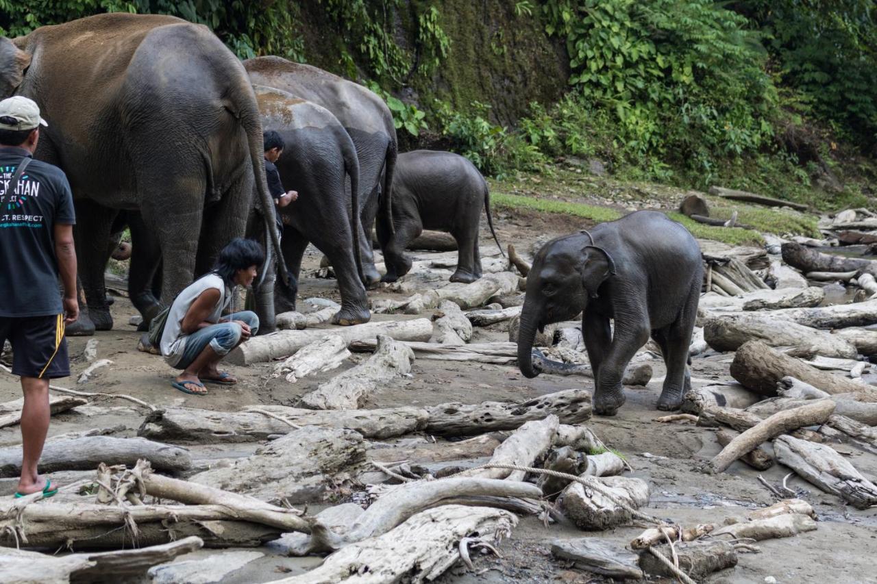 Rain Forest Guest House And Jungle Trekking Bukit Lawang Ngoại thất bức ảnh