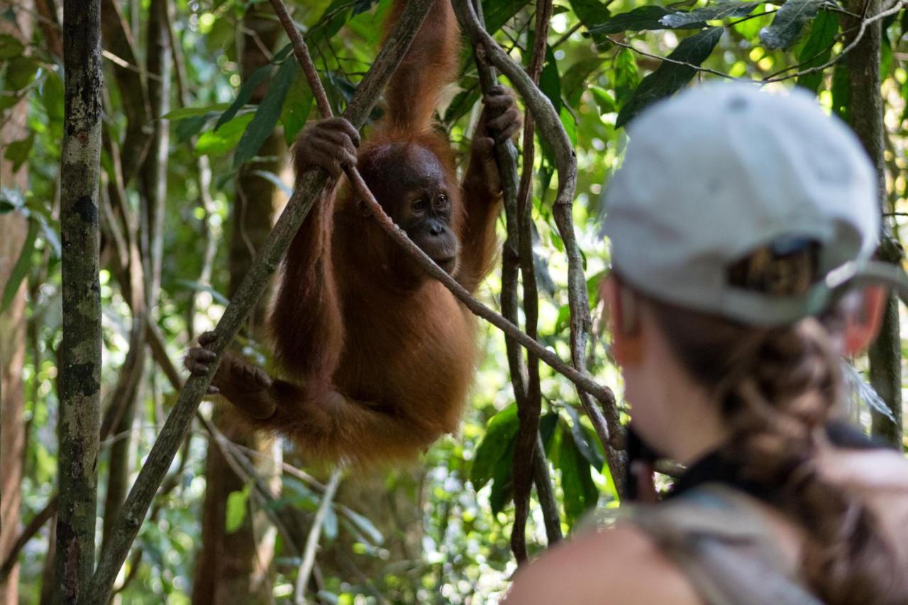 Rain Forest Guest House And Jungle Trekking Bukit Lawang Ngoại thất bức ảnh