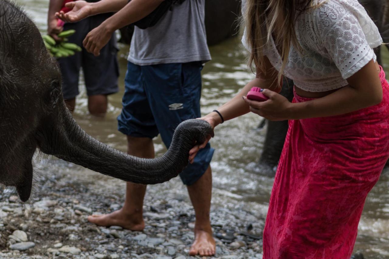 Rain Forest Guest House And Jungle Trekking Bukit Lawang Ngoại thất bức ảnh