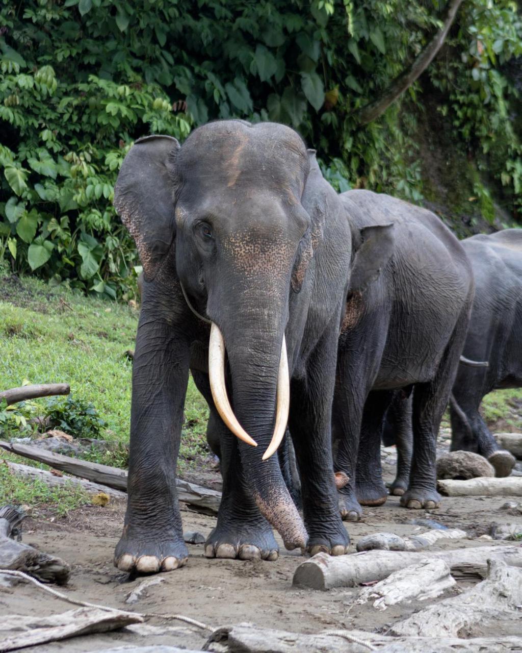 Rain Forest Guest House And Jungle Trekking Bukit Lawang Ngoại thất bức ảnh